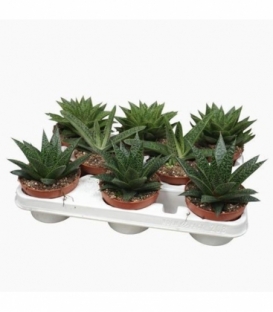 Aloe