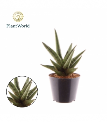 Sansevieria
