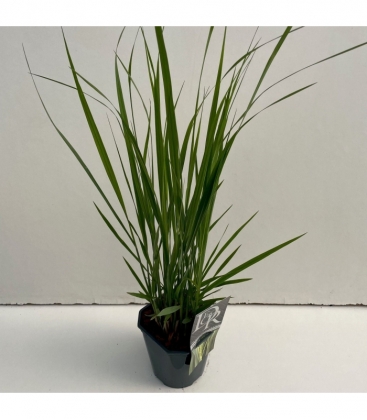 Panicum