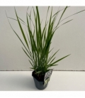 Panicum