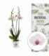 Phalaenopsis