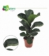 Ficus