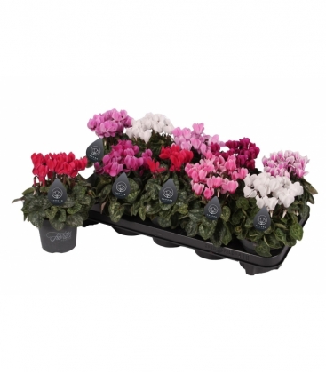 Cyclamen