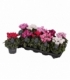 Cyclamen