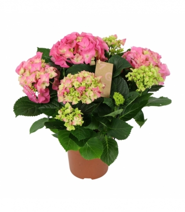 Hydrangea