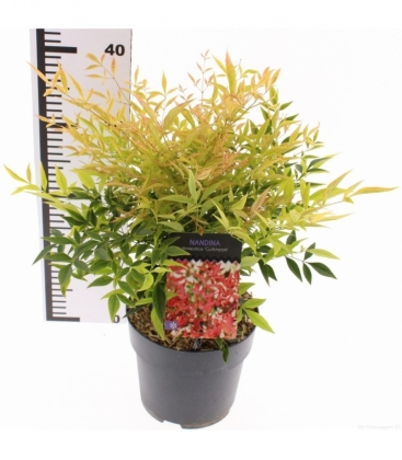Nandina