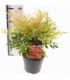Nandina