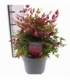 Nandina