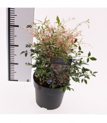 Nandina