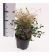 Nandina