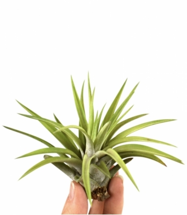 Tillandsia