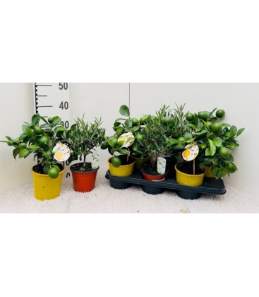 Citrus
