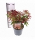 Pieris