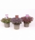 Sedum
