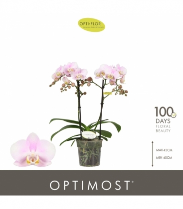 Phalaenopsis