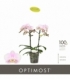 Phalaenopsis