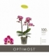 Phalaenopsis
