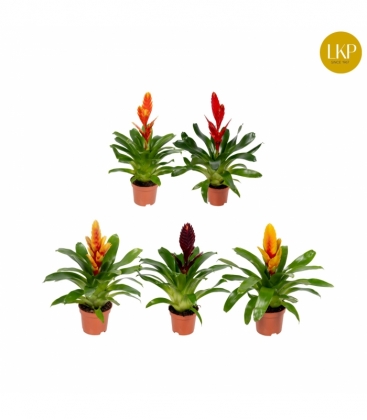 Vriesea
