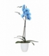 Phalaenopsis