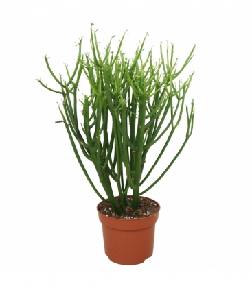 Euphorbia