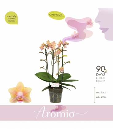 Phalaenopsis