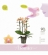 Phalaenopsis