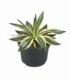 Agave