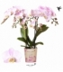Phalaenopsis