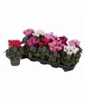 Cyclamen