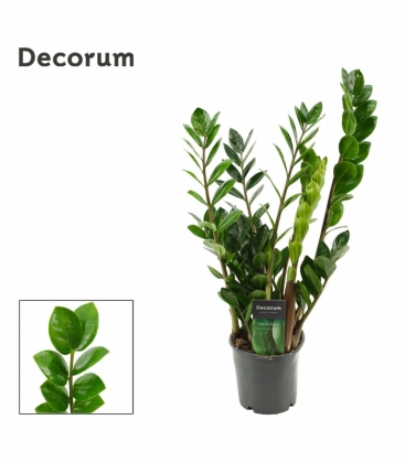 Zamioculcas