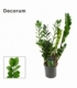 Zamioculcas
