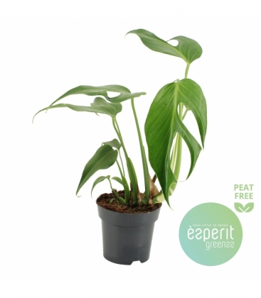 Monstera