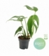 Monstera
