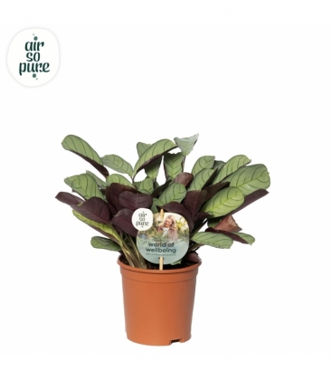Ctenanthe