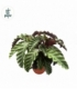 Calathea