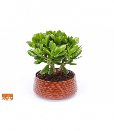 Crassula