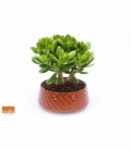 Crassula