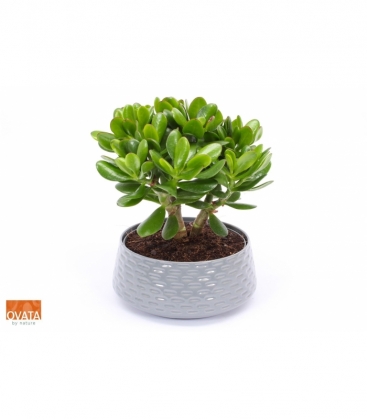 Crassula