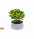 Crassula