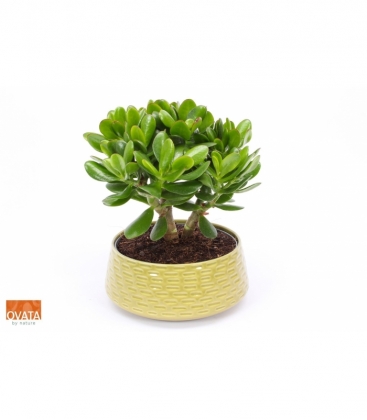 Crassula