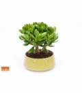 Crassula