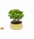 Crassula