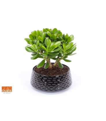 Crassula