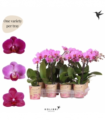 Phalaenopsis