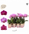 Phalaenopsis