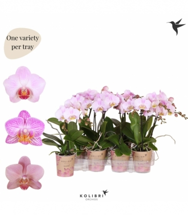 Phalaenopsis