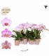 Phalaenopsis
