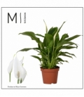 Spathiphyllum