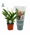 Spathiphyllum