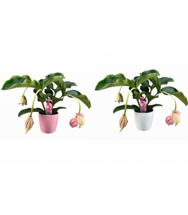 Medinilla